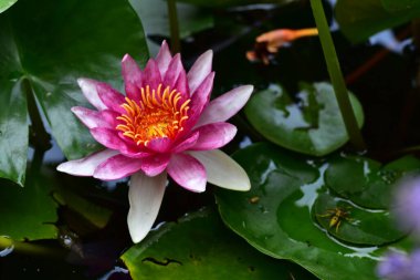 Gölette güzel pembe nilüfer çiçeği, yakın görüş.
