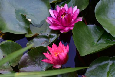 Gölette güzel pembe nilüfer çiçekleri, yakın görüş.