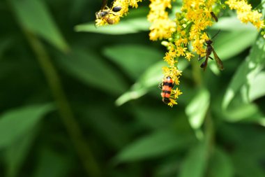 Güzel sarı çiçeklere yakın, yaz konsepti.