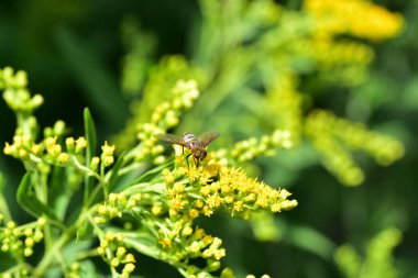 Güzel sarı çiçeklere yakın, yaz konsepti.