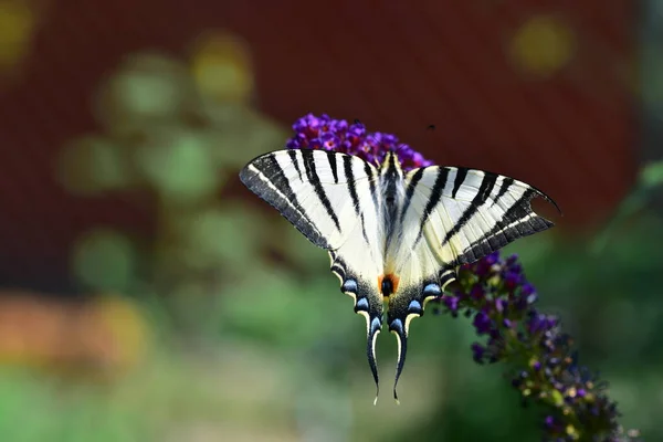 Close View Beautiful Butterfly Sitting Blooming Flowers — Stock Photo, Image