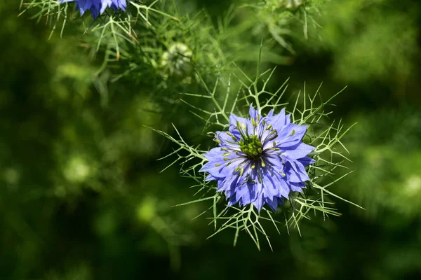 Крупним Планом Красиві Фіолетові Квіти Літня Концепція — стокове фото