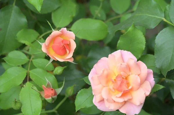 Vue Rapprochée Belles Fleurs Roses Fleurs Colorées — Photo