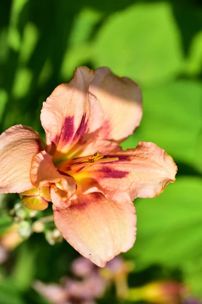 Bellissimi Fiori Giglio Immagine Concetto Floreale — Foto Stock