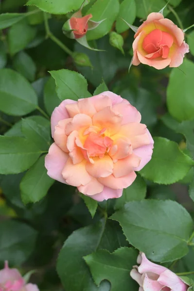 Close View Colorful Beautiful Blooming Rose Flowers — Fotografia de Stock