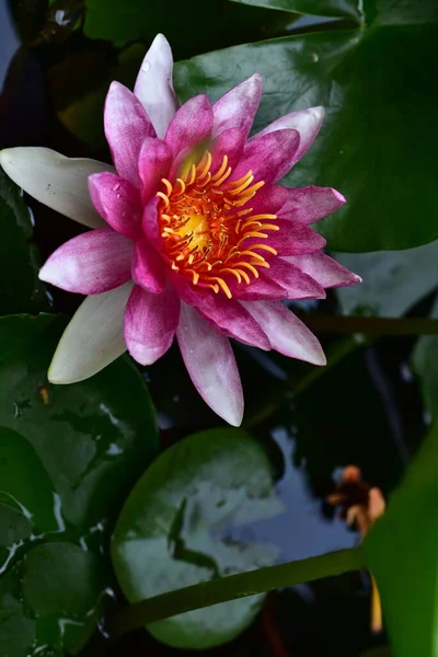 池の美しいピンクの蓮の花を間近で見ることができ — ストック写真