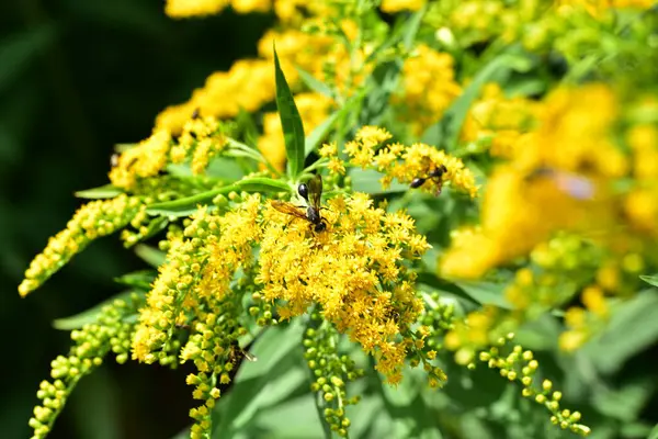 Close Beautiful Yellow Flowers Summer Concept — Photo