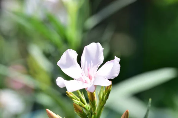 Hermosas Flores Blancas Que Crecen Jardín —  Fotos de Stock