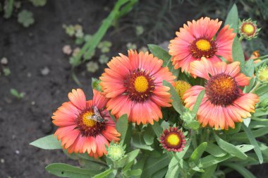 bahçede büyüyen güzel kırmızı çiçekler