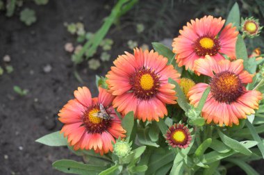 bahçede büyüyen güzel kırmızı çiçekler