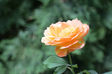 Bahçede büyüyen güzel bir gül