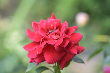 Bahçede büyüyen güzel bir gül