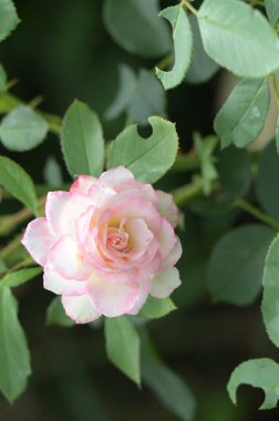 Rengarenk güzel açan gül çiçeğinin yakın plan görüntüsü.