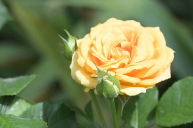 Rengarenk güzel açan gül çiçeğinin yakın plan görüntüsü.