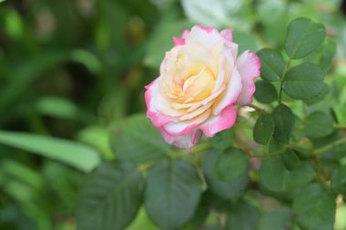 Rengarenk güzel açan gül çiçeğinin yakın plan görüntüsü.