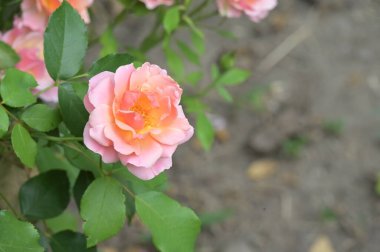 Renkli, güzel, çiçek açan gül çiçeklerinin yakın görüntüsü.