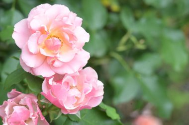 Renkli, güzel, çiçek açan gül çiçeklerinin yakın görüntüsü.