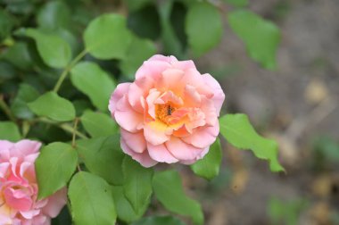 Renkli, güzel, çiçek açan gül çiçeklerinin yakın görüntüsü.