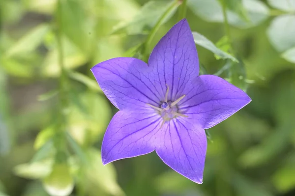 Primer Plano Hermosas Flores Púrpuras Concepto Verano — Foto de Stock