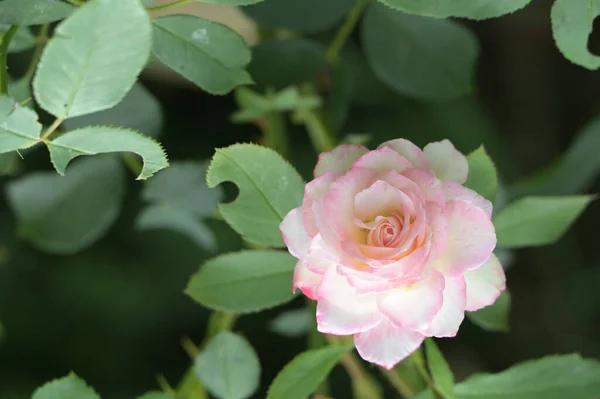Bliska Widok Kolorowe Piękne Kwitnące Kwiaty Róży — Zdjęcie stockowe