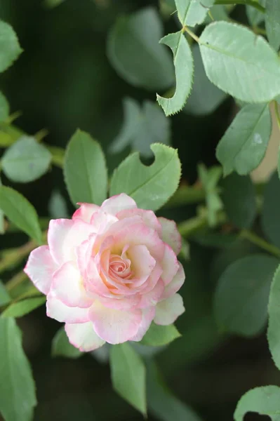 Nahaufnahme Von Bunten Schönen Blühenden Rosenblume — Stockfoto