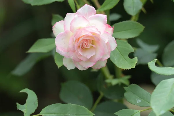 Close View Colorful Beautiful Blooming Rose Flower — Foto Stock