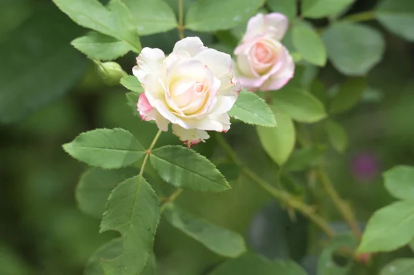 Close View Colorful Beautiful Blooming Rose Flowers — Photo