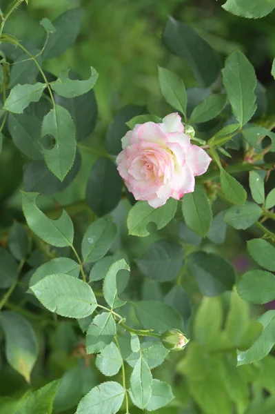 Bliska Widok Kolorowe Piękne Kwitnące Kwiaty Róży — Zdjęcie stockowe