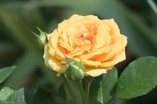 Close View Colorful Beautiful Blooming Rose Flower —  Fotos de Stock