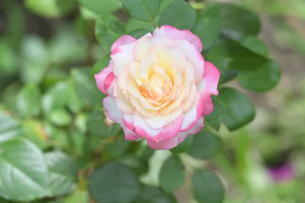 色とりどりの美しいバラの花を間近で見られる — ストック写真