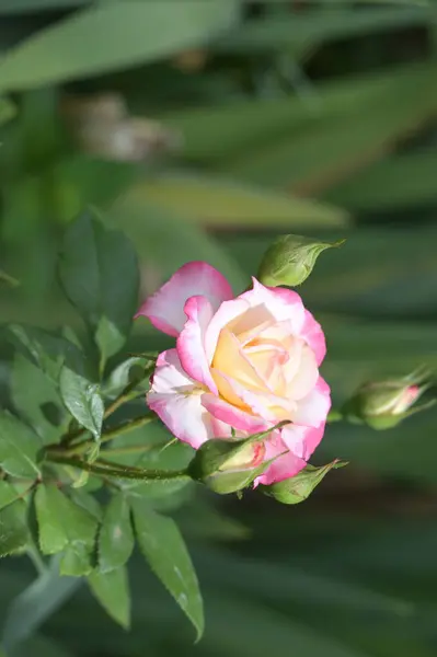 Nahaufnahme Von Bunten Schönen Blühenden Rosenblume — Stockfoto
