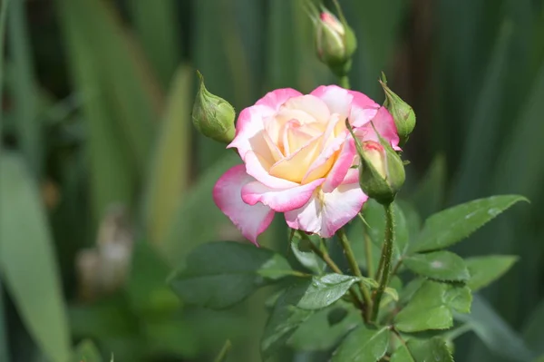 Close View Colorful Beautiful Blooming Rose Flower — Foto de Stock