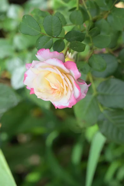 Nahaufnahme Von Bunten Schönen Blühenden Rosenblume — Stockfoto