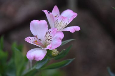 güzel zambak çiçekleri, çiçek konsepti imajı