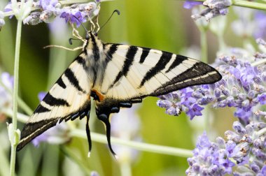 Çiçeklerin üzerinde oturan güzel kelebeğin yakın görüntüsü