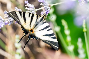 Çiçeklerin üzerinde oturan güzel kelebeğin yakın görüntüsü