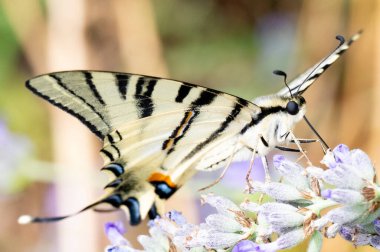 Çiçeklerin üzerinde oturan güzel kelebeğin yakın görüntüsü