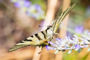 Çiçeklerin üzerinde oturan güzel kelebeğin yakın görüntüsü