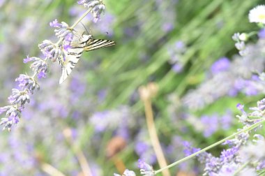 Çiçeklerin üzerinde oturan güzel kelebeğin yakın görüntüsü