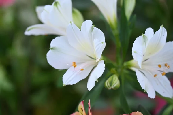 Güzel Zambak Çiçekleri Çiçek Konsepti Imajı — Stok fotoğraf