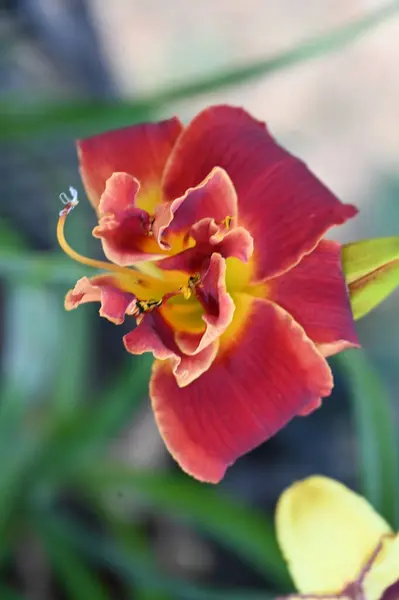 Krásné Červené Květy Rostoucí Zahradě — Stock fotografie
