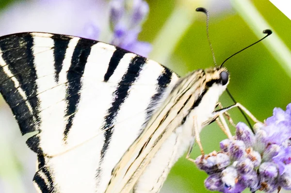 Close View Beautiful Butterfly Sitting Blooming Flowers — Stock Photo, Image