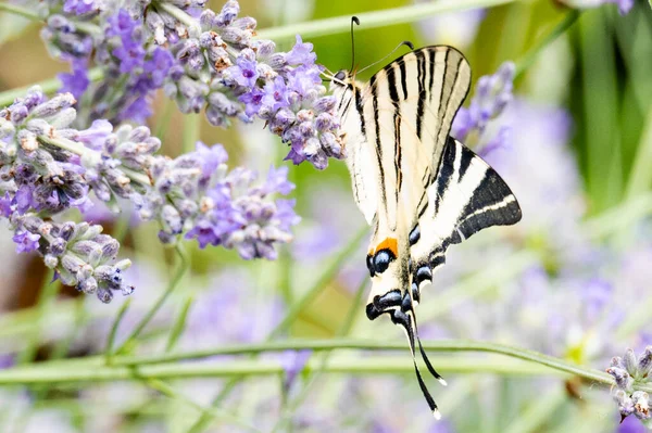 Close View Beautiful Butterfly Sitting Blooming Flowers — Stock Photo, Image