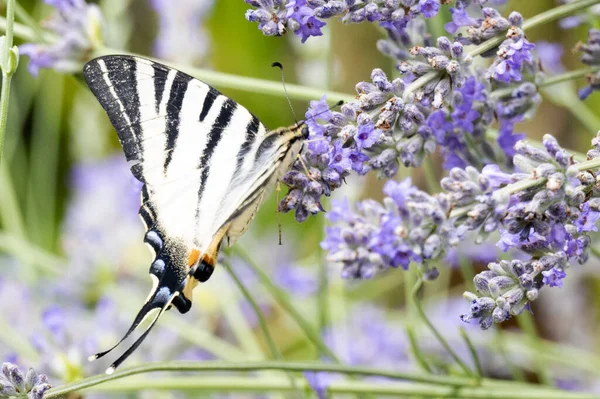 Close View Beautiful Butterfly Sitting Blooming Flowers — Stock Photo, Image