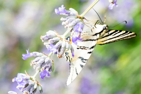 Close View Beautiful Butterfly Sitting Blooming Flowers — Stock Photo, Image