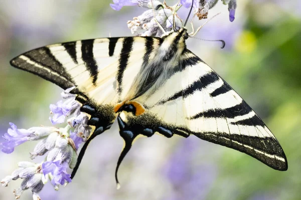 Закрыть Вид Красивую Бабочку Сидящую Цветущих Цветах — стоковое фото