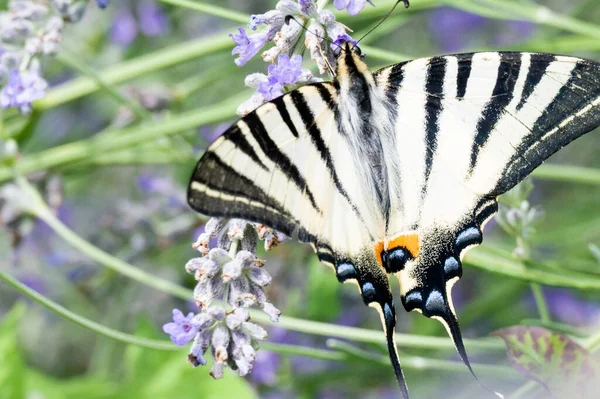 Close View Beautiful Butterfly Sitting Blooming Flowers — Stock Photo, Image