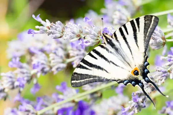 Close View Beautiful Butterfly Sitting Blooming Flowers — Stock Photo, Image