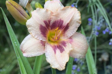 güzel zambak çiçekleri, çiçek konsepti imajı