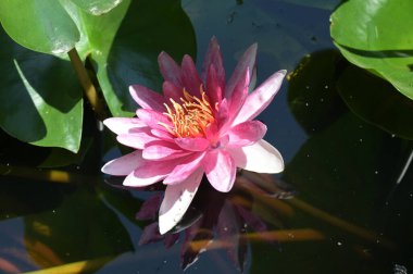 Gölette güzel pembe nilüfer çiçeği, yakın görüş.